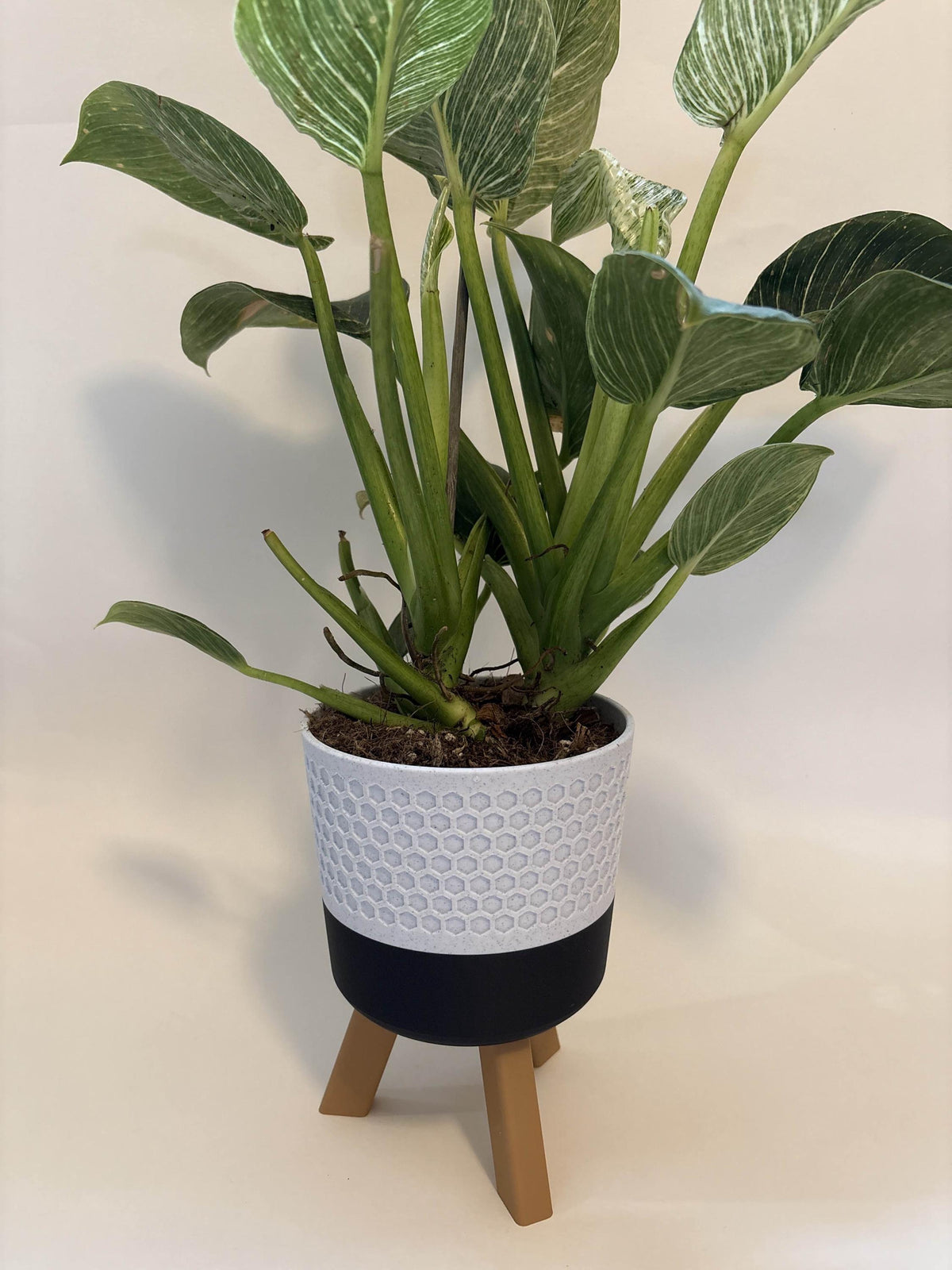 Honeycomb Planter Set