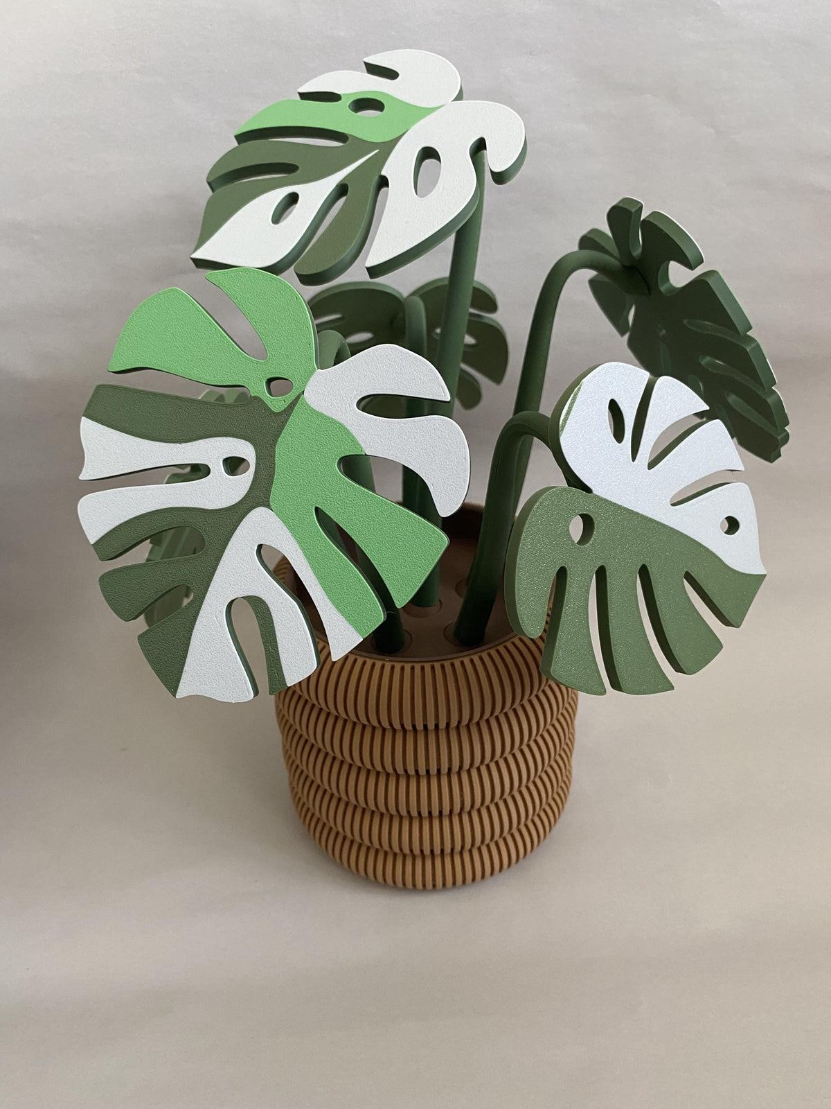 Monstera Leaf Coaster Plant